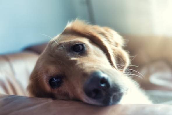 Dog-Sad-looking-over-couch