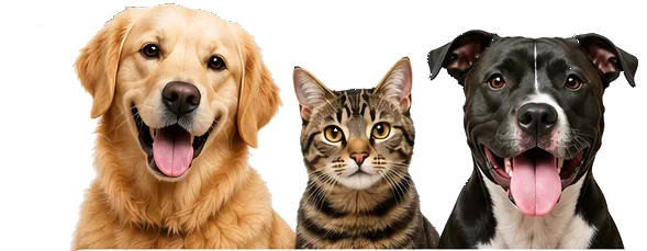 Dog and Cats