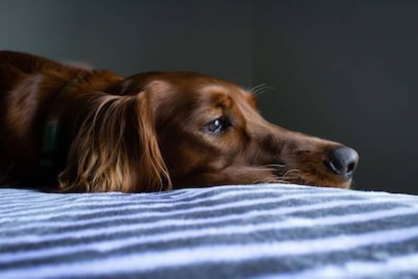 dog-Irish-Setter-Sad-on-Bed